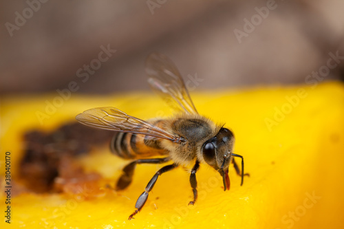 Honey Bee Apis mellifera eating on nature high magnification
