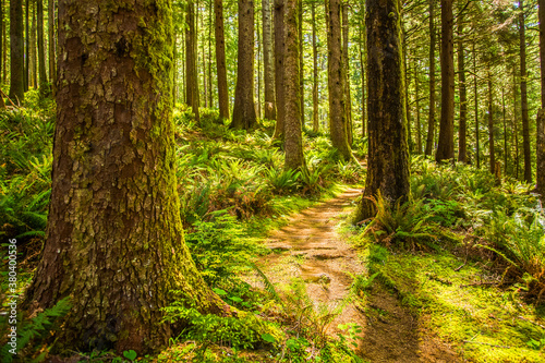 A hiking trail  the Oregon Coast Trail   through an old growth Douglas Fir forest on the Oregon Coast near Cape Perpetua