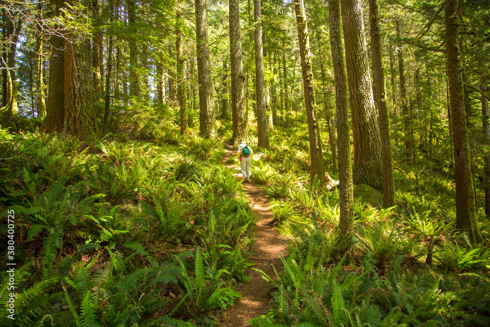 One man hiking through an old growth Douglas Fir forest on he Oregon Coast Trail near Cape Perpetua