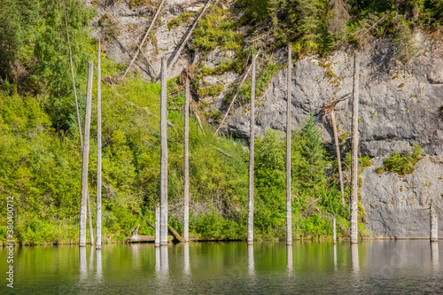 Dried trunks of Picea schrenkiana pointing out of turquoise water in Kaindy lake, Kazakhstan, Central Asia photo