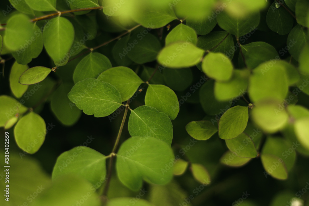 green leaves background green leaves background