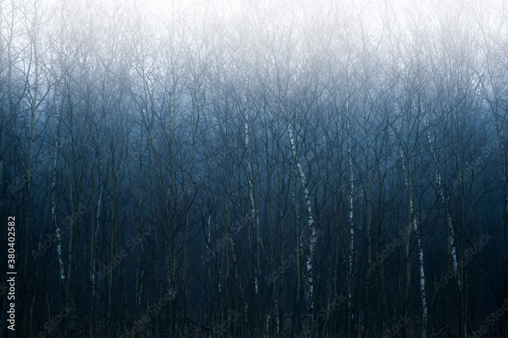 Dark forrest Dark forrest