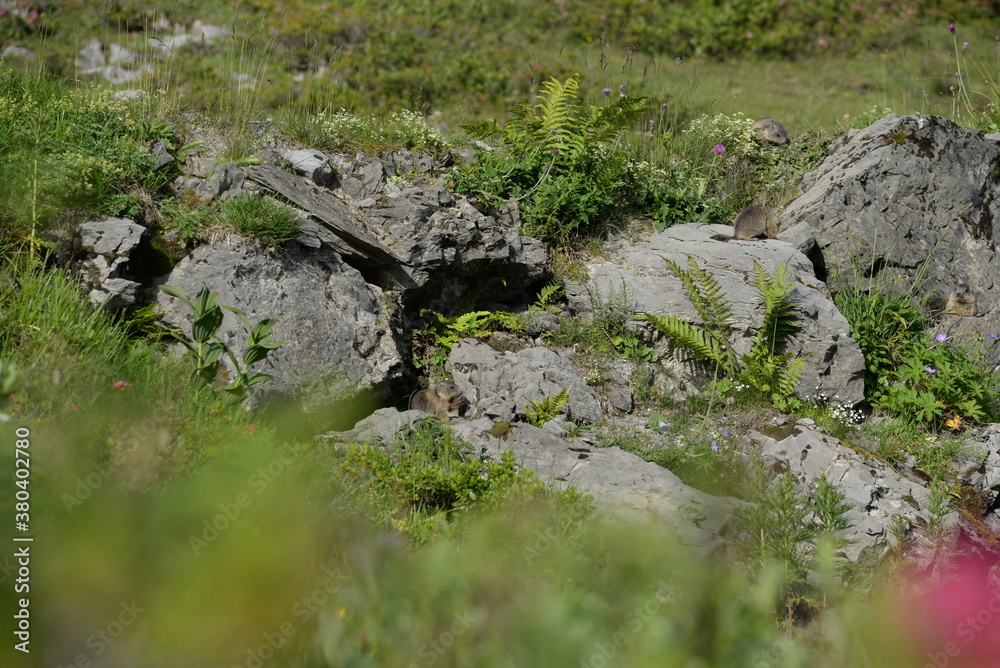 Junge Murmeltiere vor einer Höhle