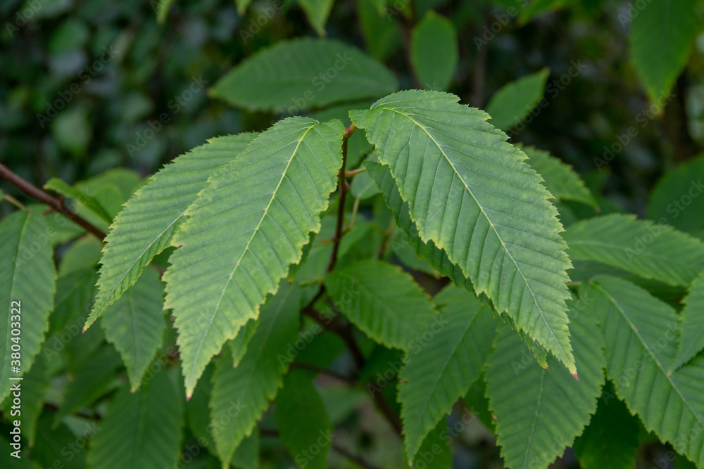 textured leaves of a wild plant close-up textured leaves of a wild plant close-up