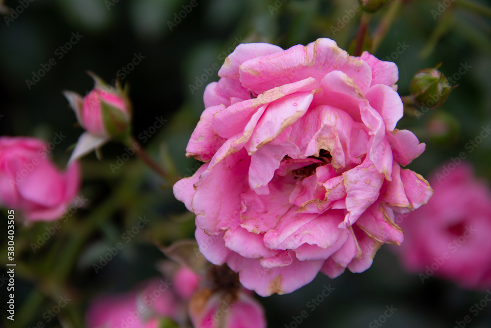 tender garden rose close up tender garden rose close up