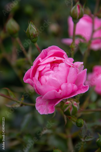 garden rose flower close up