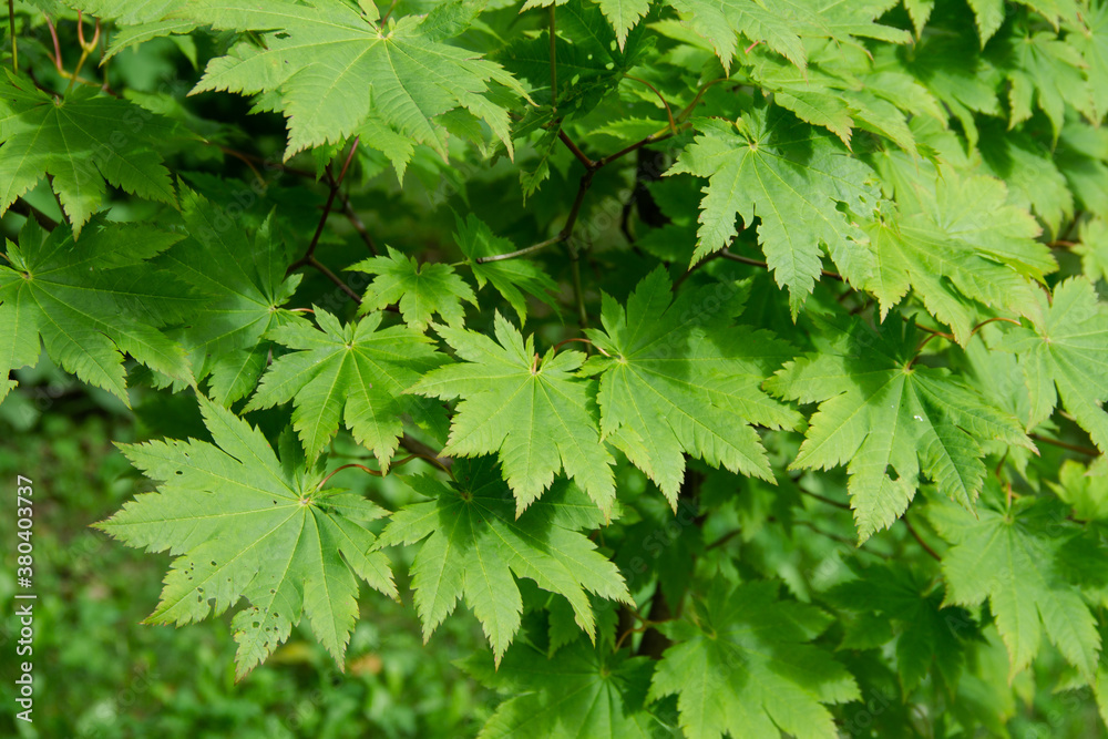 natural background of green leaves of the Japanese maple plant natural background of green leaves of the Japanese maple plant
