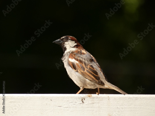 Portrait of house sparrow (Passer domesticus) perched on a white beam