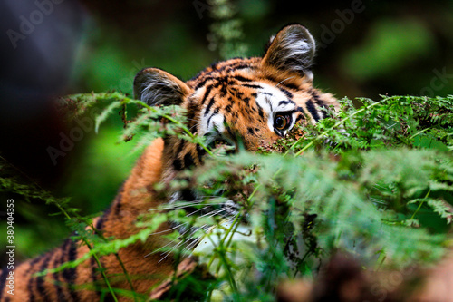 Hidden portrait of the largest cat in the world, Siberian tiger, in a creek amid a green forest. Top predator in a natural environment. Panthera Tigris Altaica. © Daniel Dunca