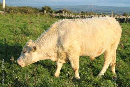 Cattle: Charolais breed bullock grazing on farmland in rural Ireland during summertime
