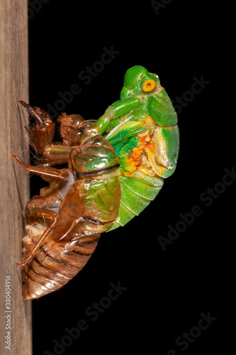 Cicada molting exuvia emerging shell photo