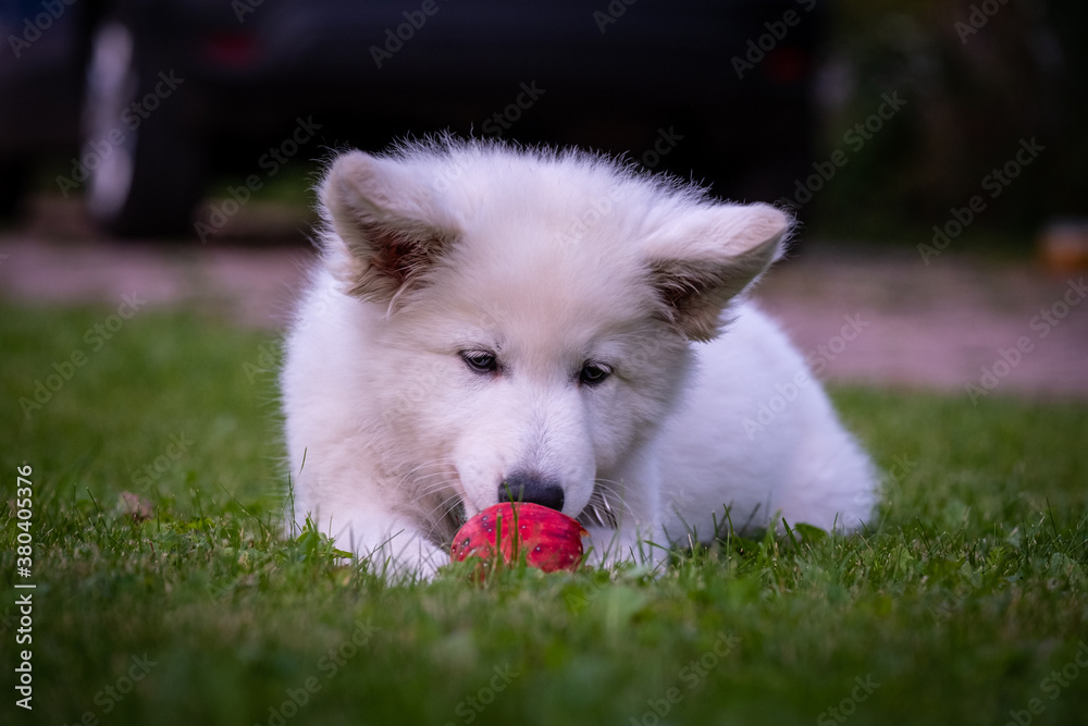 Puppy of A Switzerland White Dog playing In Grass With A Apple. 