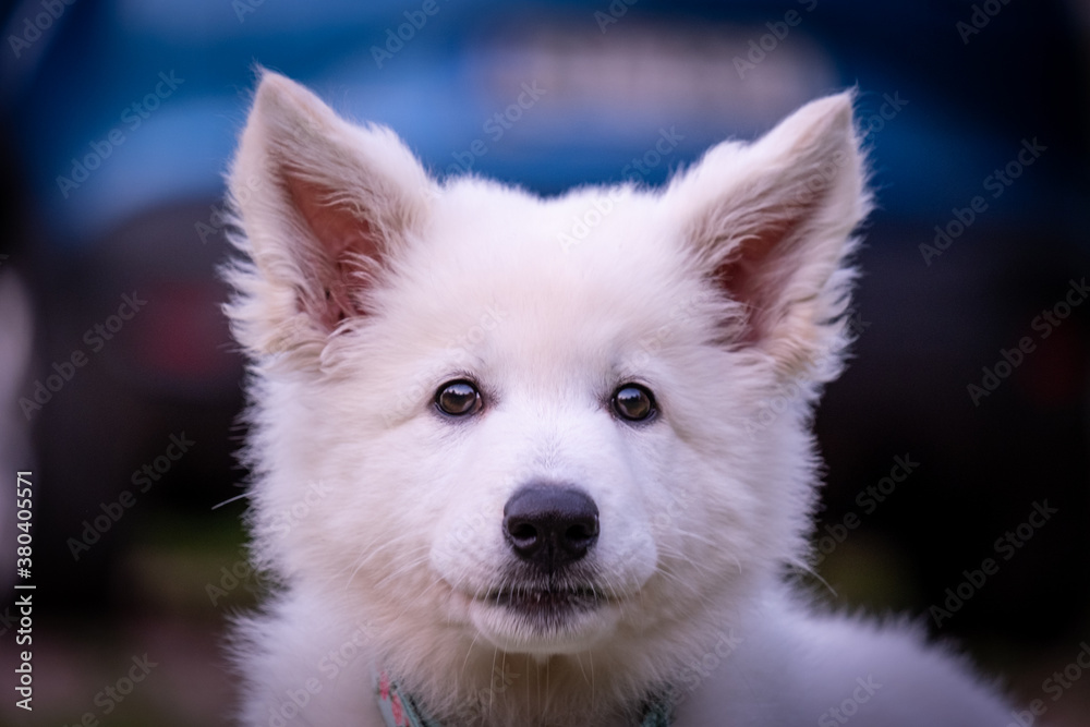 Puppy of A Switzerland White Dog playing In Grass Puppy of A Switzerland White Dog playing In Grass