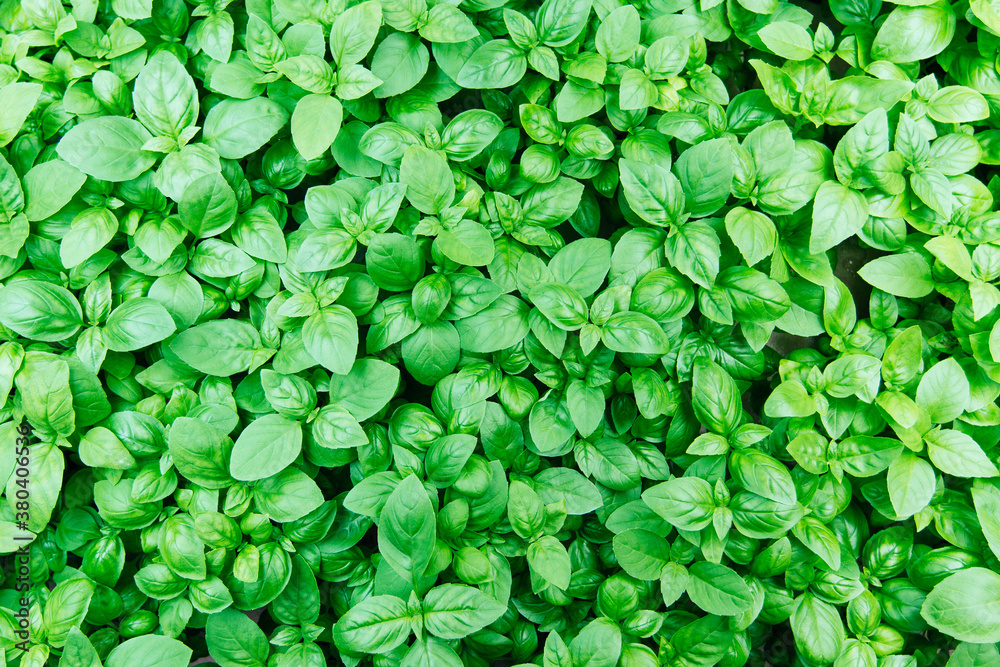 Bird's-eye view of hydroponically-grown fresh basil on a small-scale farm Bird's-eye view of hydroponically-grown fresh basil on a small-scale farm