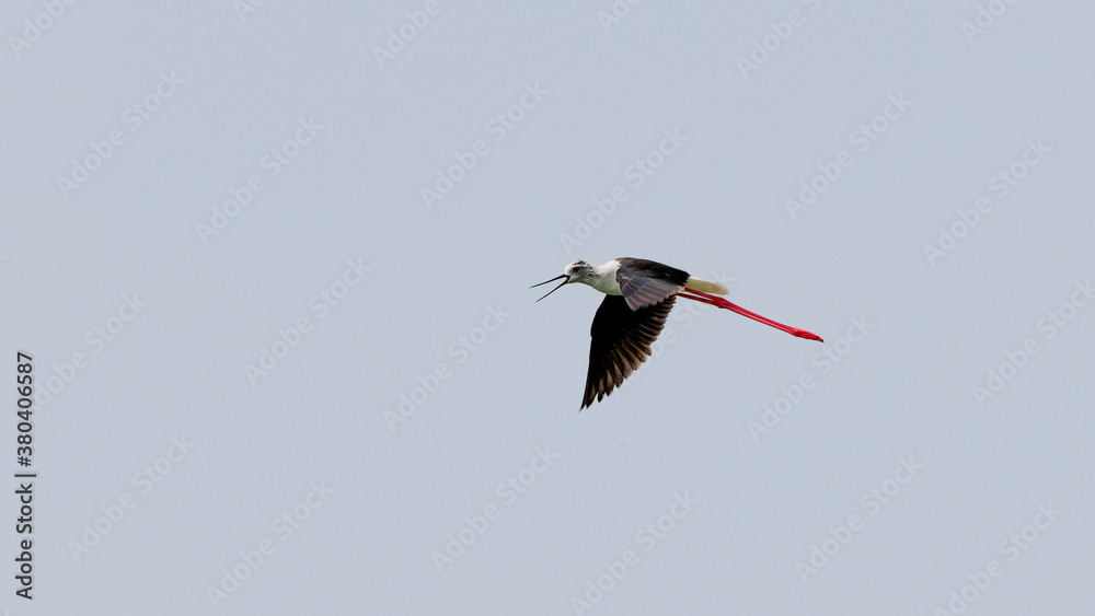 Fototapeta premium A close-up photo of Black-winged Stilt, black and white bird with very long red legs, flying against the sky. Himantopus himantopus.