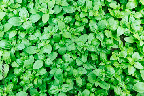 Bird's-eye view of hydroponically-grown fresh basil on a small-scale farm photo