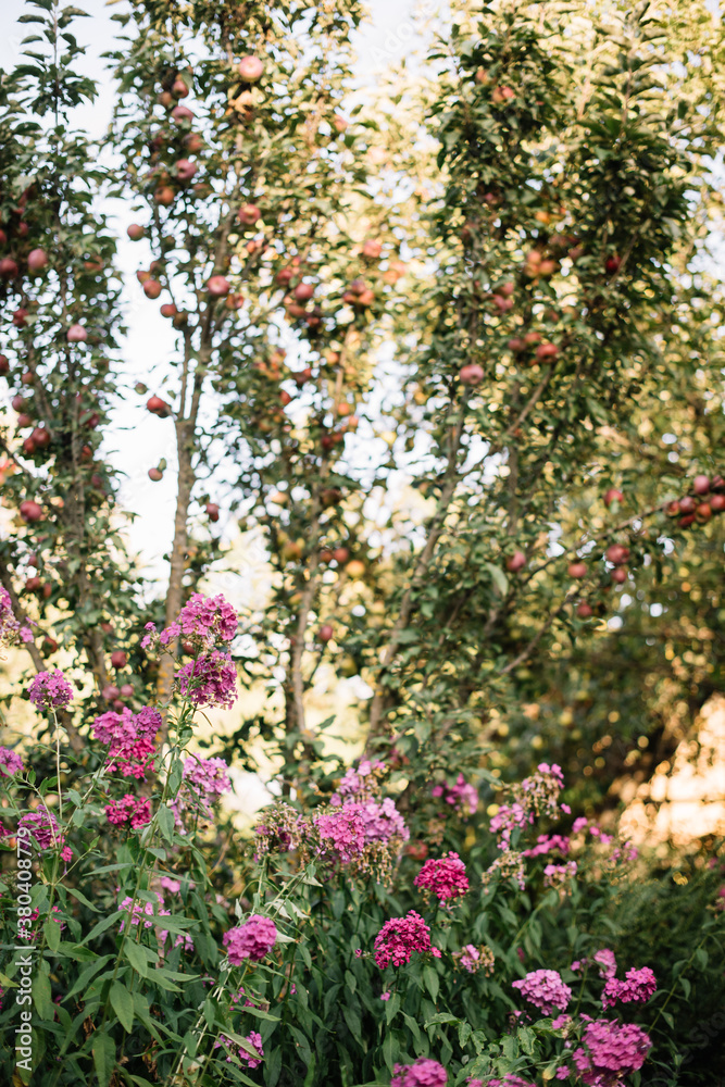 Beautiful pink phloxes growing in the garden under an apple tree Beautiful pink phloxes growing in the garden under an apple tree