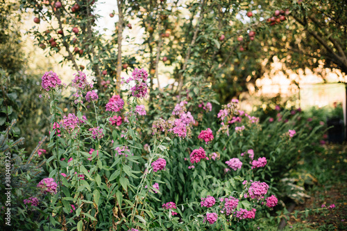 Fototapeta Naklejka Na Ścianę i Meble -  Beautiful pink phloxes growing in the garden under an apple tree