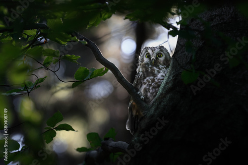 Close -up portrait of tiny brown owl with shining yellow eyes and a yellow beak in a beautiful natural environment. Boreal owl known also as Tengmalm‘s Owl or Richardson’s Owl, Aegolius funereus. photo