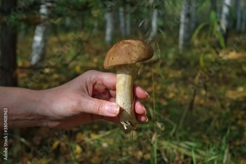 Beautiful close up birch bolete, Leccinum scabrum in the autumn forest close-up.