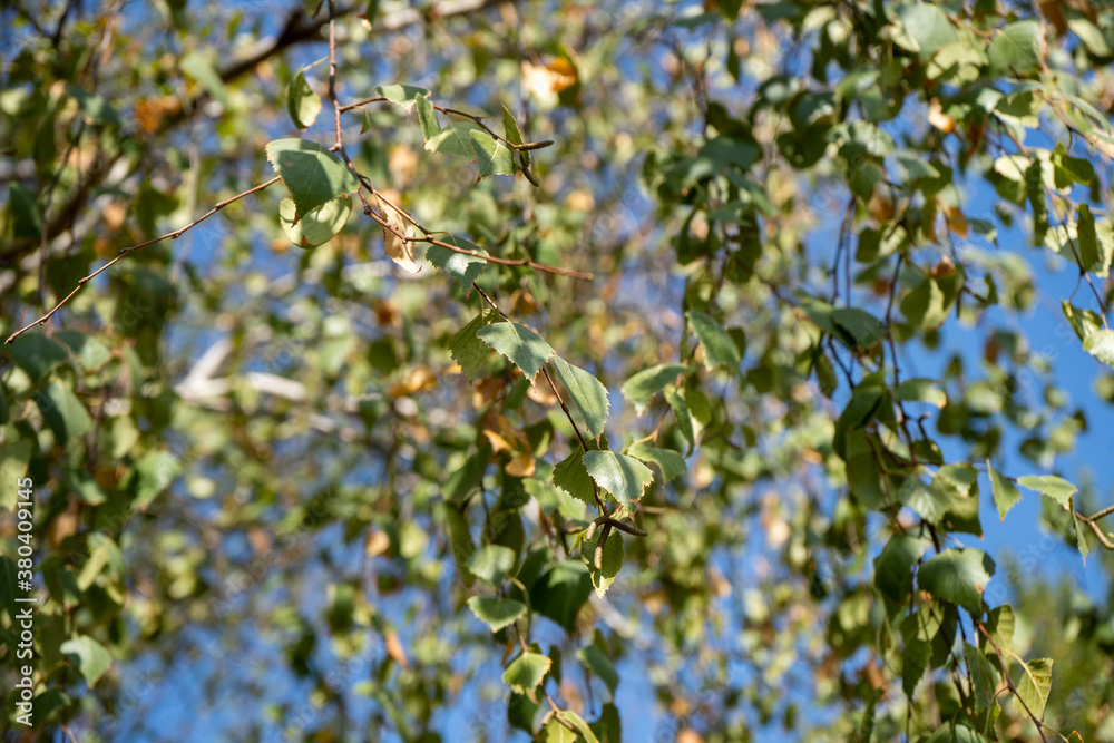 Birch tree in the Fall. Birch yellow and green leaves in the autumn. Birch tree in the Fall. Birch yellow and green leaves in the autumn.