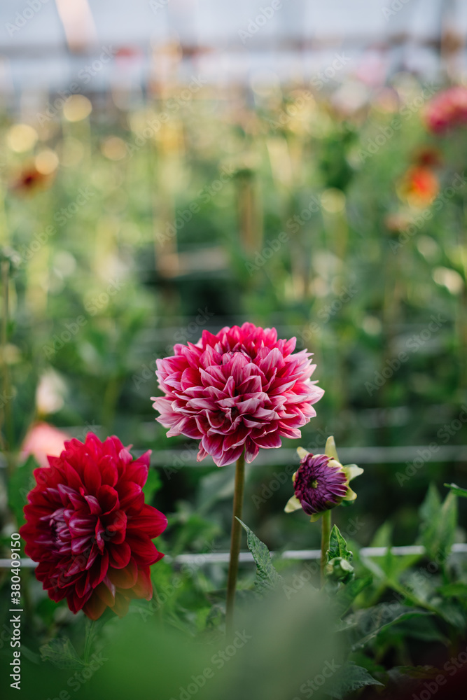 Beautiful pink and red red dahlia flowers growing in a green house at the Dahlia farm Beautiful pink and red red dahlia flowers growing in a green house at the Dahlia farm