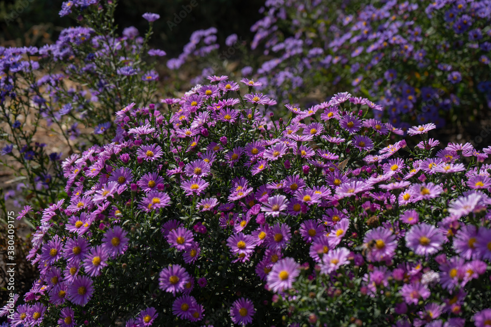 Purple new england asters. Wild deep purple flowers in the field