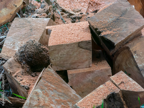 Wooden cube pile cut tree eucaliptus deforestation photo