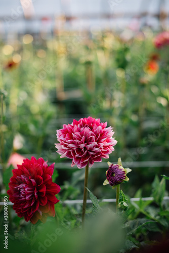 Beautiful pink and red red dahlia flowers growing in a green house at the Dahlia farm