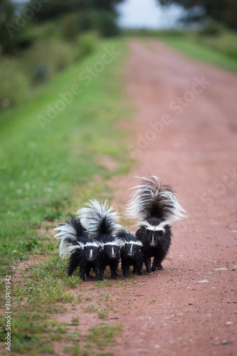 Family of smelly skunks walking toward camera on dirt road