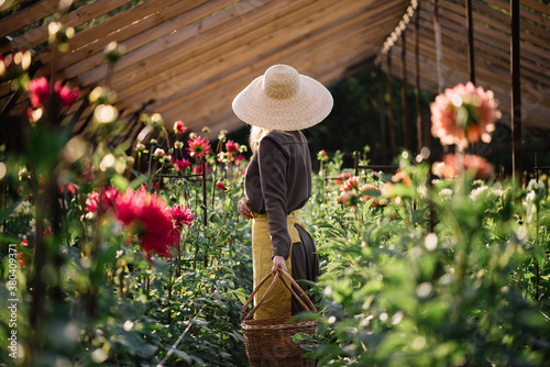 Fototapeta Naklejka Na Ścianę i Meble -  Very nice young woman in a brown dress with a yellow apron and a hat, standing among the Dahlia fields in a greenhouse with a wicker basket, ready to harvest the flowers 