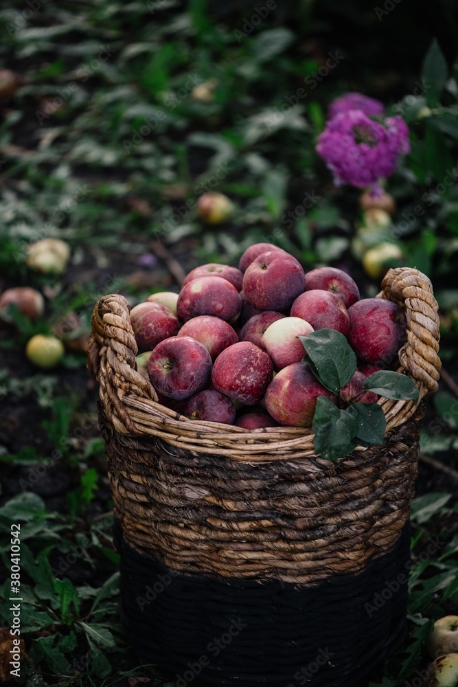 Delicious freshly picked red apples in a wicker basket at the farm Delicious freshly picked red apples in a wicker basket at the farm