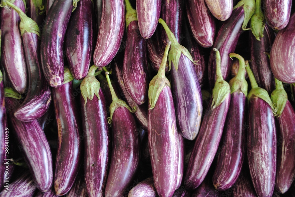 Purple eggplant vegetable.