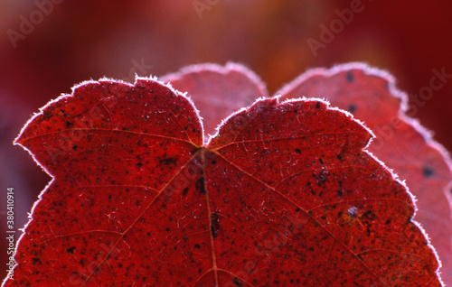 closeup macro rime hoar frost rimming staghorn sumac (Rhus typhina) leaves