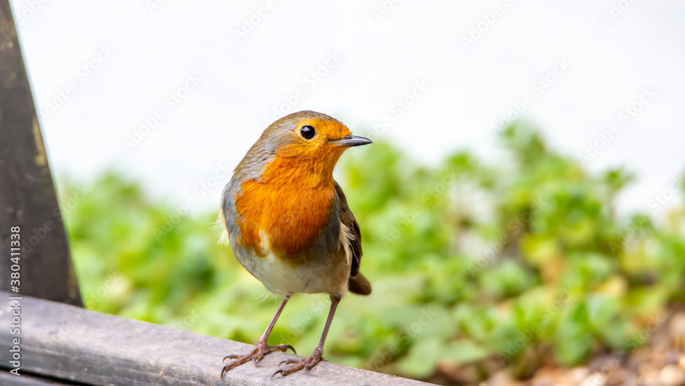 Wild life in United Kingdom Wild life in United Kingdom