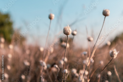 Dry wild onion grass with seeds in orange field photo