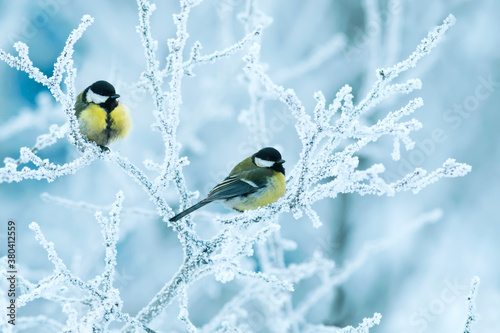 two titmice birds perch on branches covered in white snow in the winter Chris...