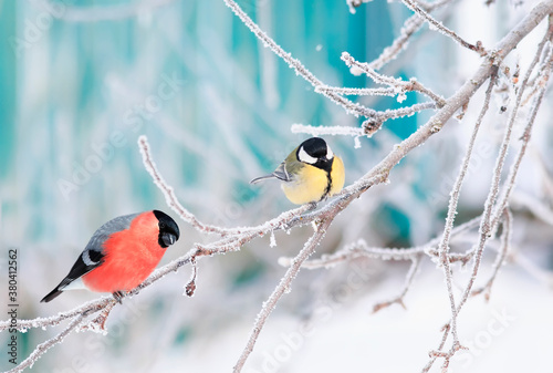 two birds tit and bullfinch sit on branches covered with white snow in the wi...