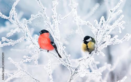 two birds tit and bullfinch sit on branches covered with white snow in a wint...