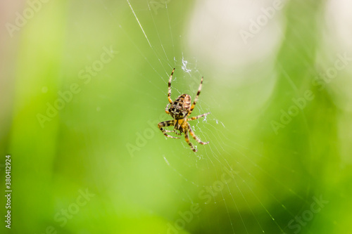 Forest yellow spider crosses in its natural environment 