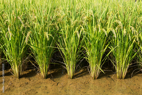 Fram field with ripe rice in countryside