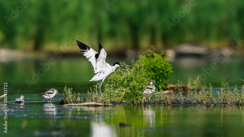 Detailed photo of a family of rare waders with long thin beaks curved upwards, with very young cubs. Critically endangered species. Czech Republic. Pied Avocet, Recurvirostra avosetta.