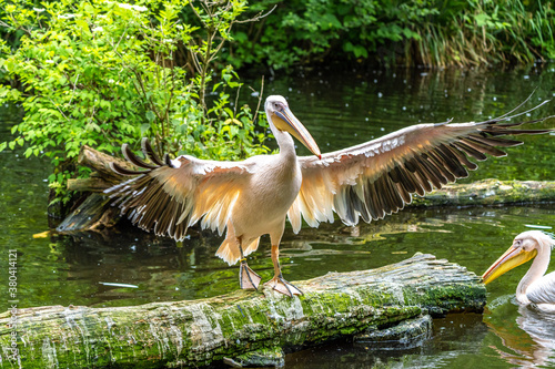 Great White Pelican, Pelecanus onocrotalus in a park