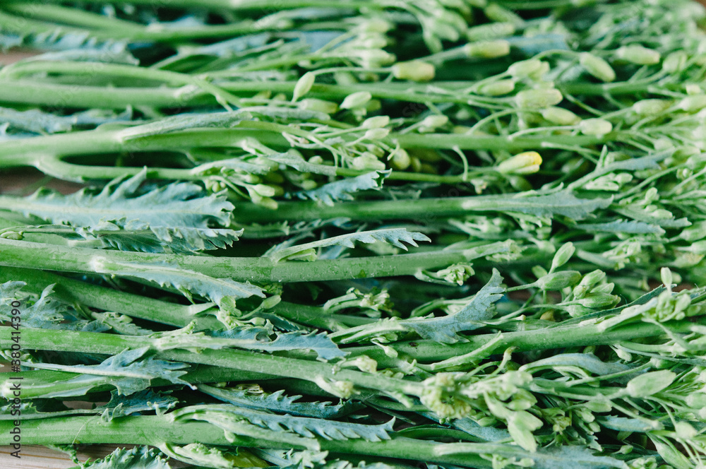 Raw Kale Raab, the edible young green flowers of the kale plant Stock