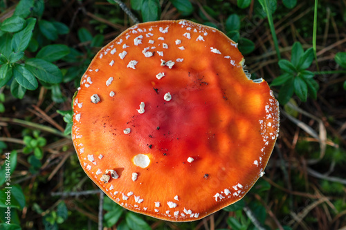 Top view of red mushroom also known as Amanita muscaria, the fly agaric or fly amanita growing in the forest on bright sunny day.