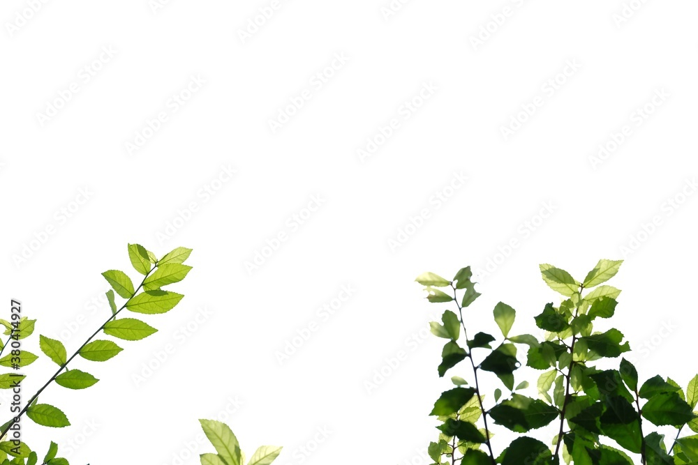 In selective focus young tropical plant leaves with branches and sunlight on white isolated background for green foliage backdrop and copy space In selective focus young tropical plant leaves with branches and sunlight on white isolated background for green foliage backdrop and copy space