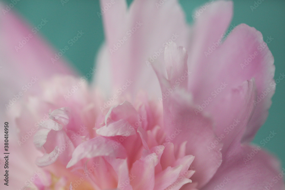 Close Up Of A Pink Peony Flower In Bloom