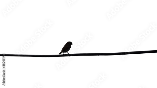 Blurred a single bird sitting on electricity wire on white isolated background © Oradige59