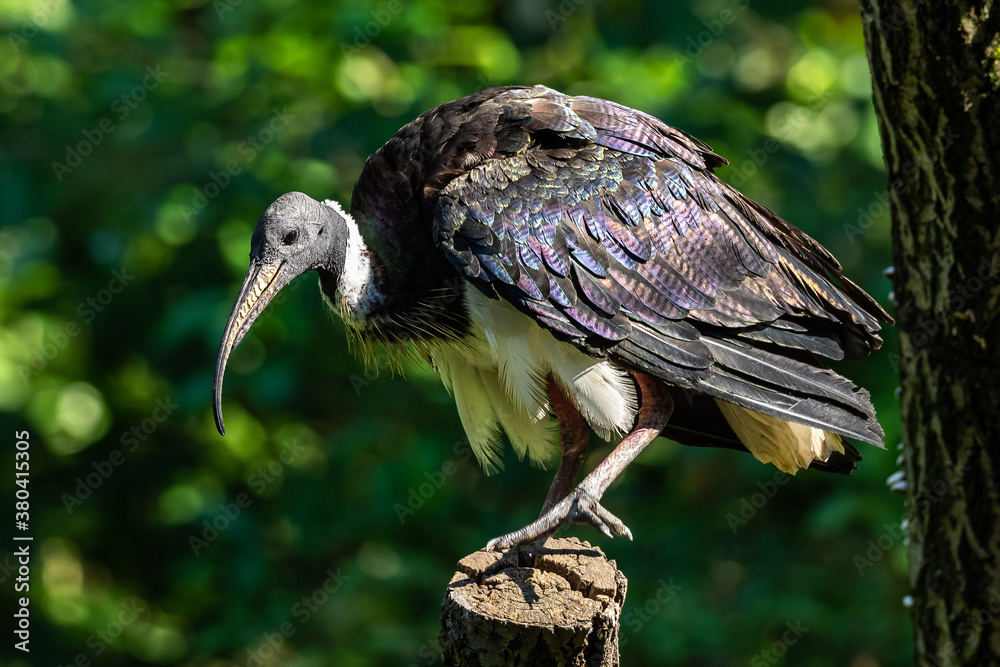 Straw-necked Ibis, Threskiornis spinicollis in the zoo Straw-necked Ibis, Threskiornis spinicollis in the zoo