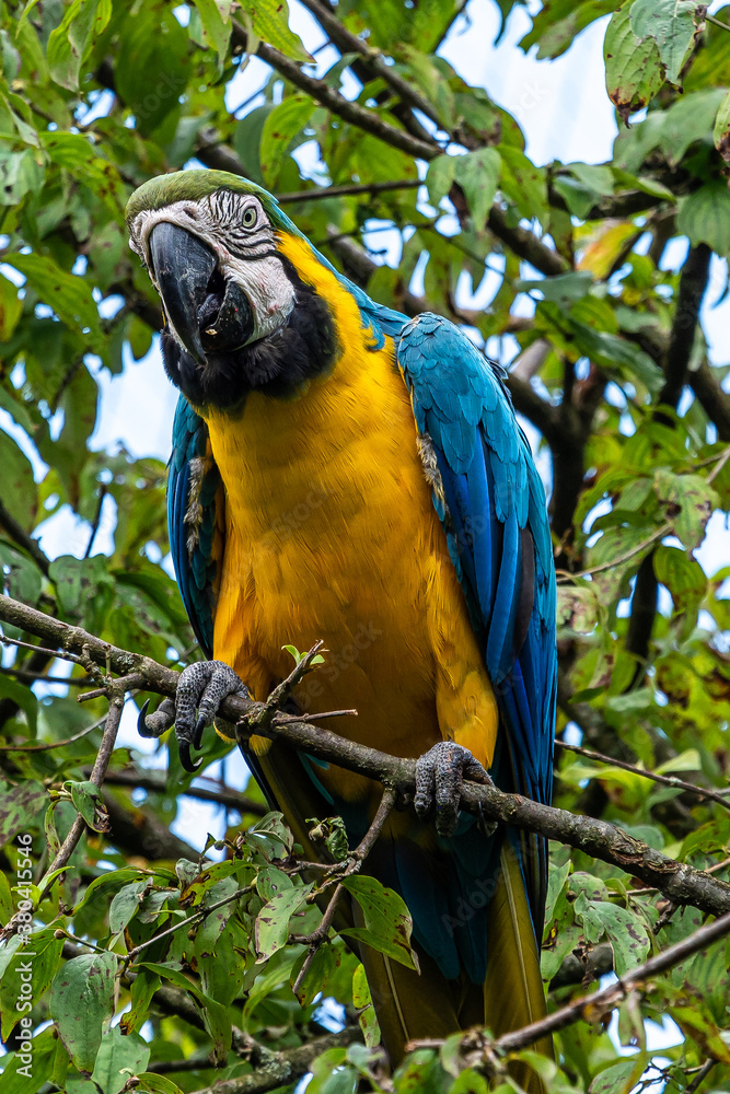 The Blue-and-yellow Macaw, Ara ararauna is a large South American parrot The Blue-and-yellow Macaw, Ara ararauna is a large South American parrot